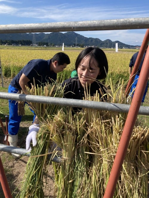 鎌での手刈り体験